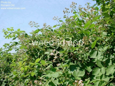 blackberry, Himalaya